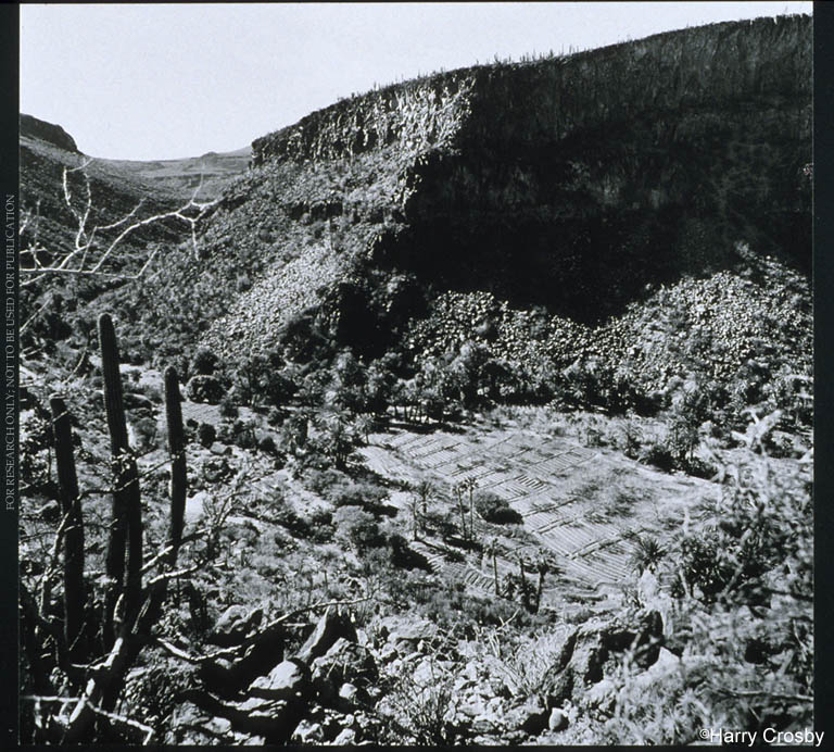 One of the several agricultural plots developed at Misión de San Jose de Comondú, 1967