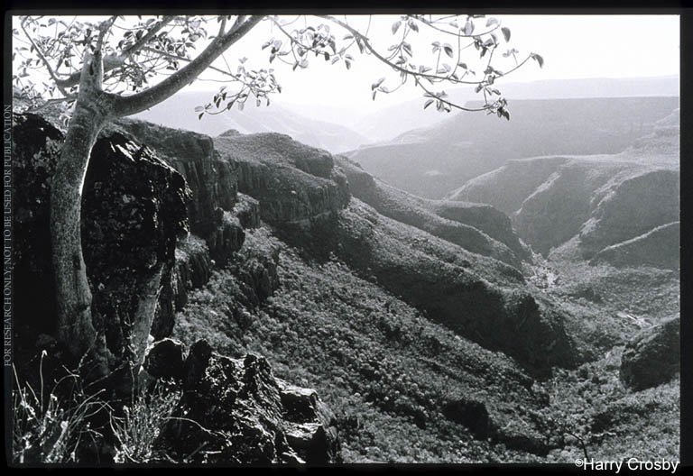 View of the west looking down the arroyo of Rancho del Potrero, 1980