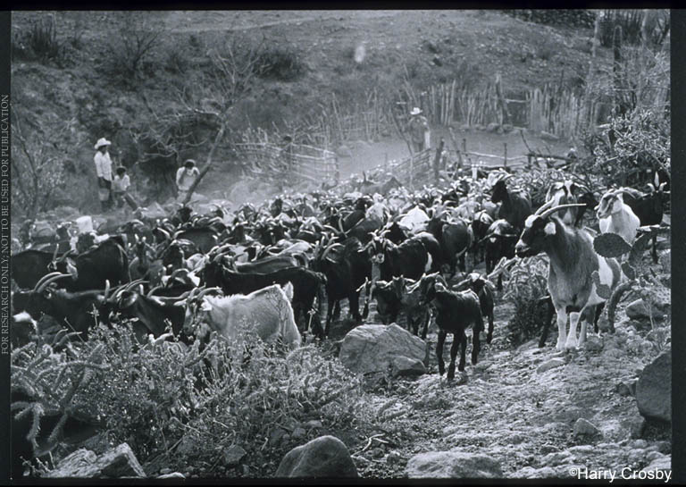 Goats released after milking at Rancho de las Jícamas, 1980