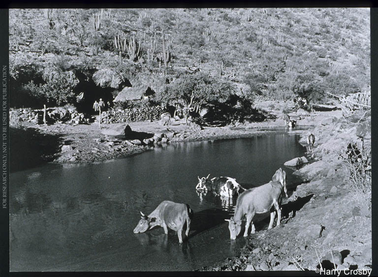 Cattle in the tinaja at Rancho del Zorillo, 1980