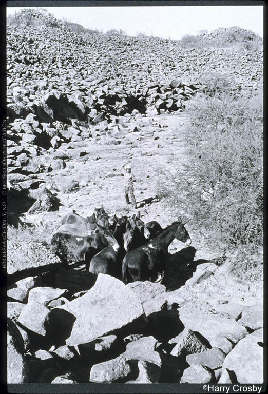 Mule roundup near Rancho de San Martín, 1980