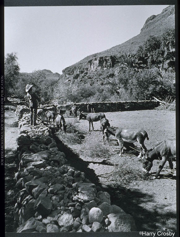 Mules in stone corral at Rancho de Vivelejos, 1980