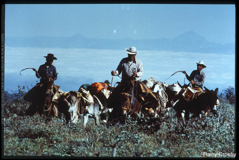 Packtrain crosses the mesa del Tabardillo, 1977