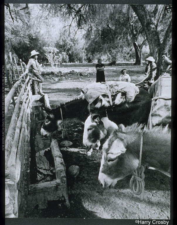 Loaded burros stop for water at Rancho de Guadalupe, 1980