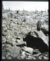 El Camino Real crosses the Llano del Gentil - trail marker, 1967