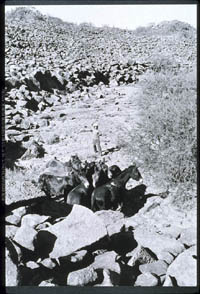 Mule roundup near Rancho de San Martín, 1980.