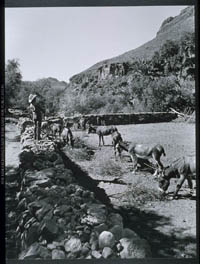 Mules in stone corral at Rancho de Vivelejos, 1980.