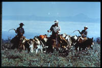 Packtrain crosses the mesa del Tabardillo, 1977.
  