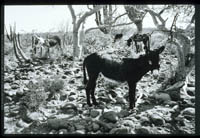 Burros rest between burdens at Rancho Carricito, 1980