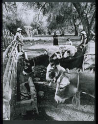 Loaded burros stop for water at Rancho de Guadalupe, 1980.