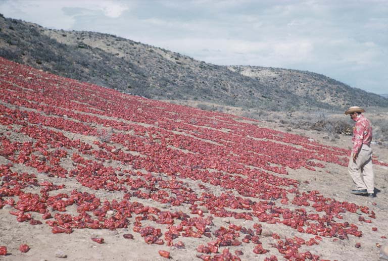 Drying chiles near El Rosario, September 9, 1960