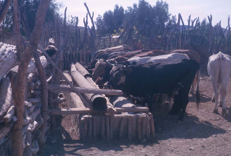Cattle in a corral at San Agustn, September 13, 1963