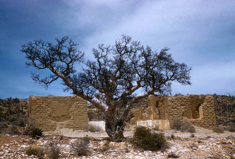 Desengao Elephant tree, April 24, 1956