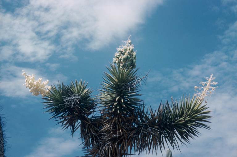 Datilillo in flower and seed pods, North of San Borja, August 30, 1960
