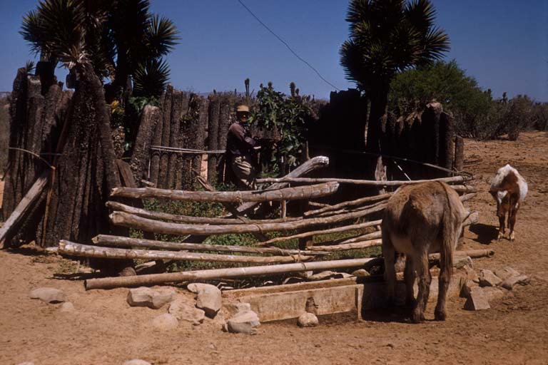 Getting water at Mezquital, April 12, 1955