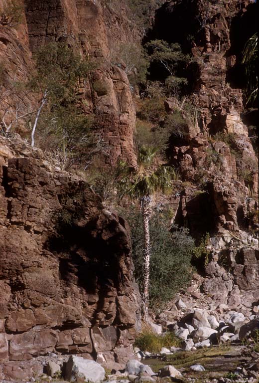 In Caon de Las Parras, April 26, 1961
