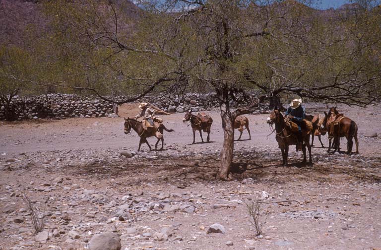 At Rancho Viejo, April 19, 1955