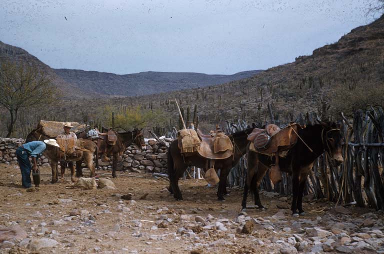 Rancho Los Burros, April 22, 1955