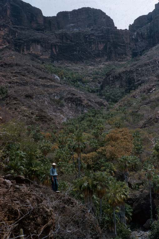 Caon Las Palmas, April 22, 1955