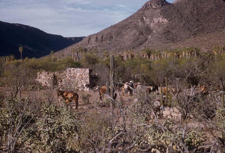 Santa Rosalillita, April 20, 1955
