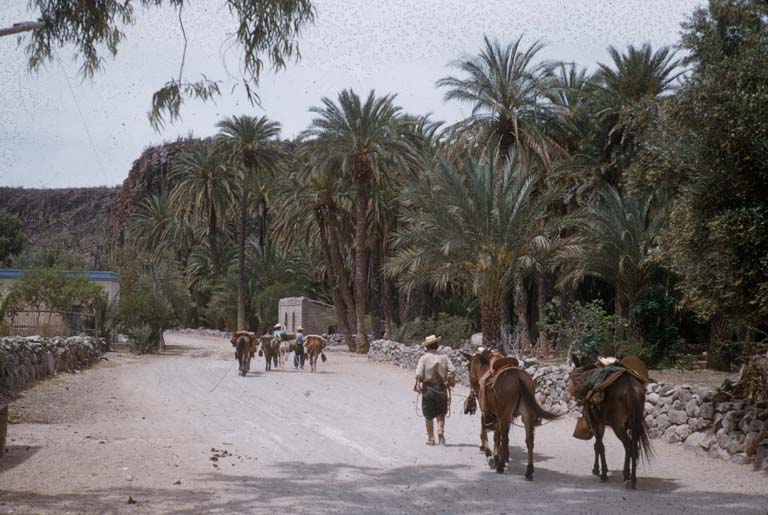 Comond, April 21, 1955