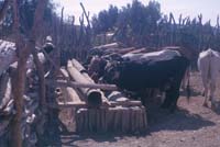 Cattle in a corral at San Agustn, September 13, 1963