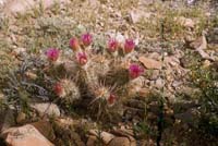 North of Chapala, April 8, 1957