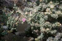Cholla pelona in flower, North of San Borja, August 30, 1960