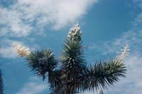 Datilillo in flower and seed pods, North of San Borja, August 30, 1960