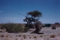 Old Ojo de Liebre waterhole, May 1, 1961