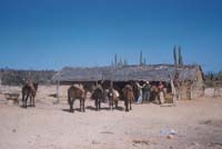 Rancho La Esperanza, April 16, 1959