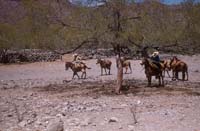 At Rancho Viejo, April 19, 1955