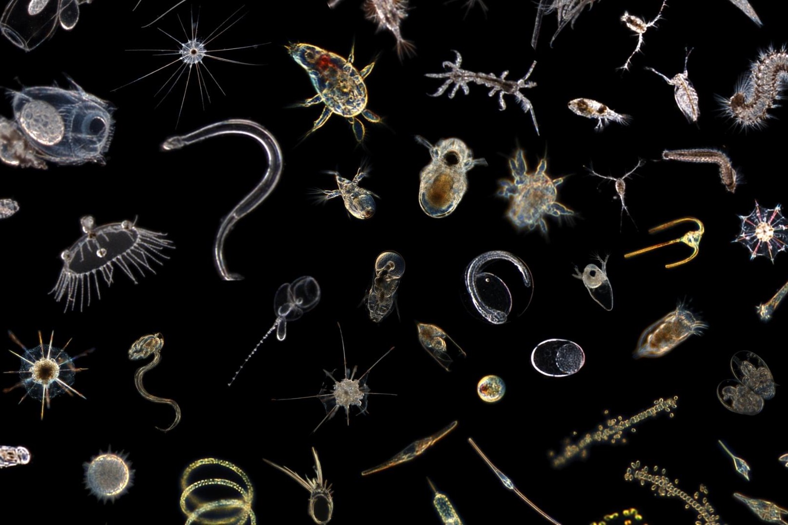 Drifting World through the Scripps Plankton Camera